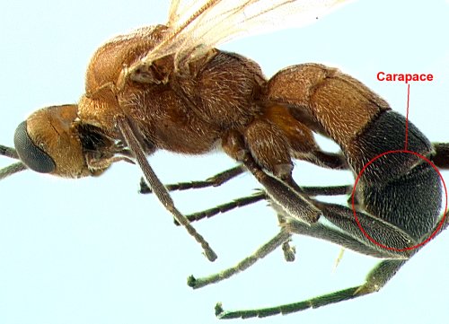 image of Aleiodes axaceei with MT IV circled, indicating it's the carapace 